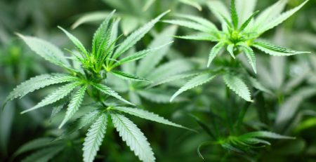 Uso crescente da canábis medicinal para controlo da dor associado a doenças reumáticas