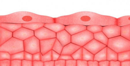 Barreiras epiteliais disfuncionais associadas a milhões de doenças crónicas